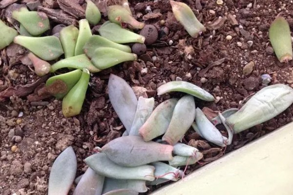 多肉怎么最快繁殖，推荐的是叶插的方式