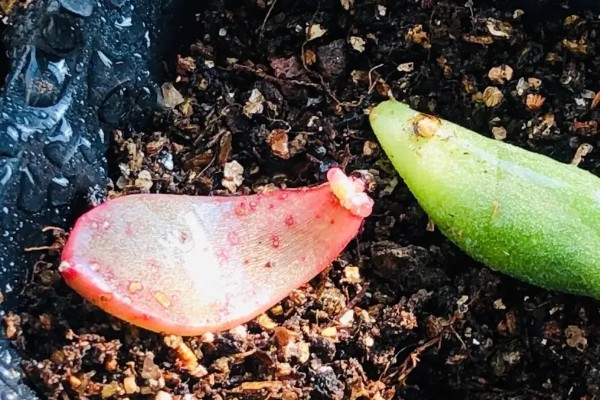 多肉怎么最快繁殖，推荐的是叶插的方式