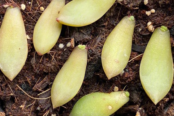 多肉怎么最快繁殖，推荐的是叶插的方式