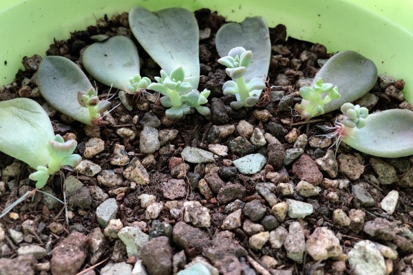 多肉怎么最快繁殖，推荐的是叶插的方式