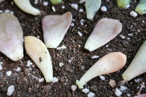 多肉怎么最快繁殖，推荐的是叶插的方式