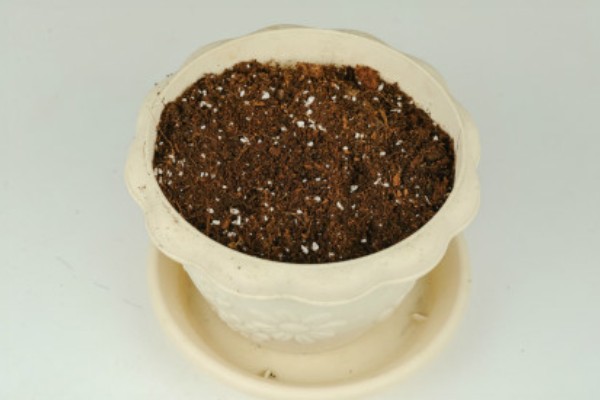 多肉怎么最快繁殖，推荐的是叶插的方式