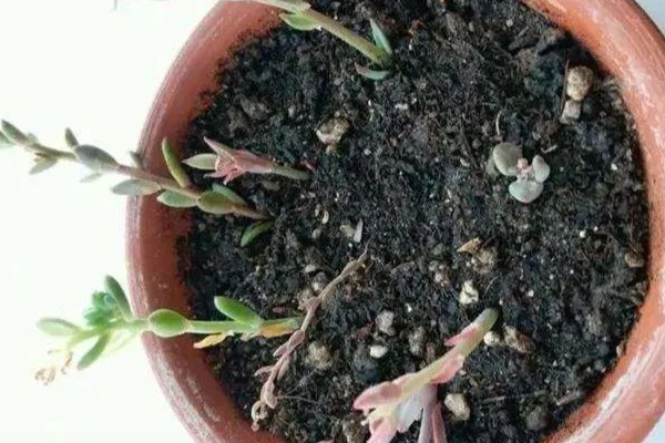 多肉怎么最快繁殖，推荐的是叶插的方式