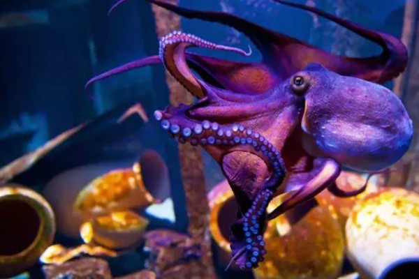 章鱼能不能养活，饲养期间每隔半个月换一次水