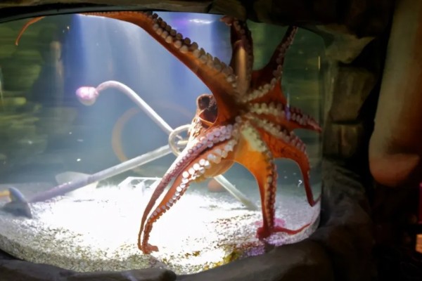 章鱼能不能养活，饲养期间每隔半个月换一次水