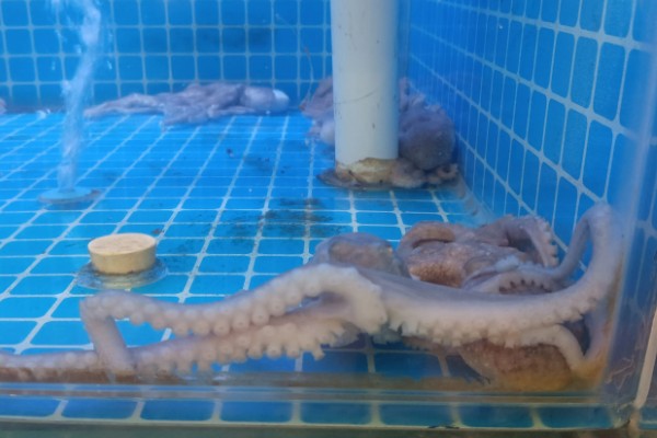 章鱼能不能养活，饲养期间每隔半个月换一次水