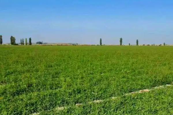 柴胡地里有白蒿能不能喷药除草，最好是人工拔除