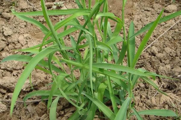 柴胡地里有白蒿能不能喷药除草，最好是人工拔除