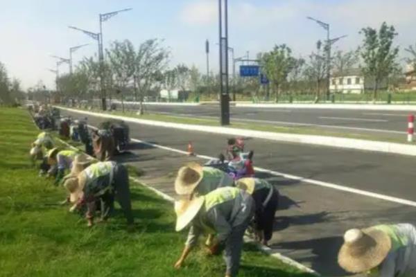 柴胡地里有白蒿能不能喷药除草，最好是人工拔除