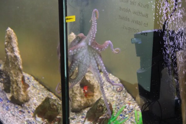 章鱼能不能养活，饲养期间每隔半个月换一次水