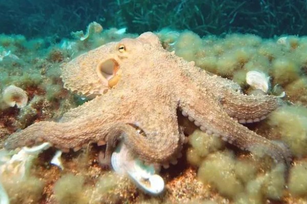 章鱼能不能养活，饲养期间每隔半个月换一次水