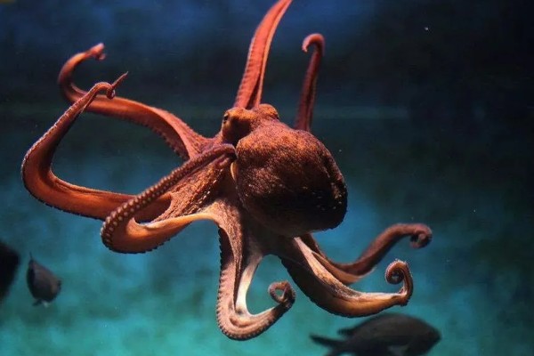 章鱼能不能养活，饲养期间每隔半个月换一次水