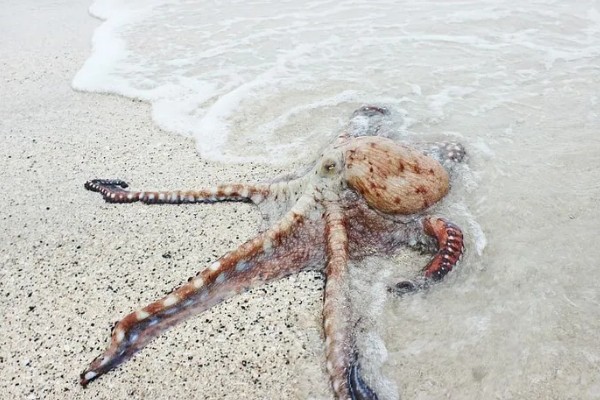 章鱼能不能养活，饲养期间每隔半个月换一次水