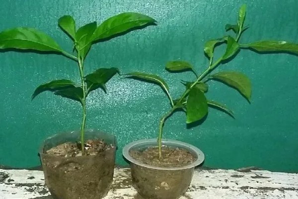 丁香花的花语，白色丁香寓意着神圣的初心