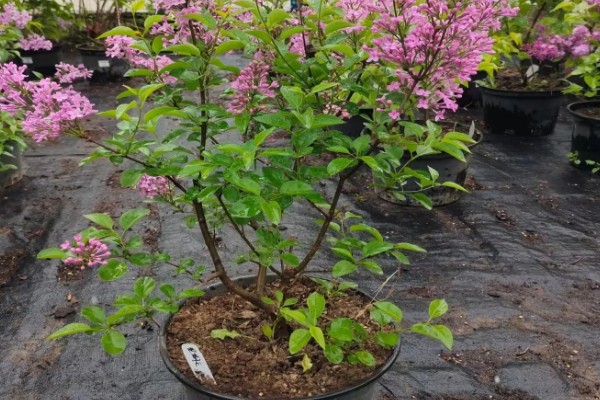 丁香花的花语，白色丁香寓意着神圣的初心