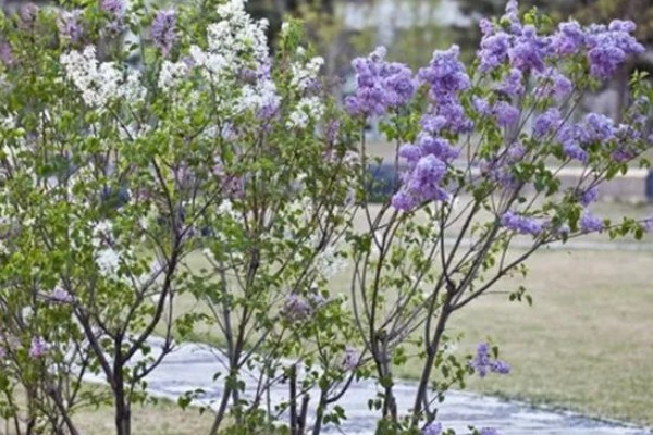 丁香花的花语，白色丁香寓意着神圣的初心