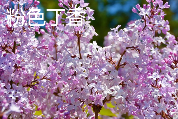 丁香花的花语，白色丁香寓意着神圣的初心