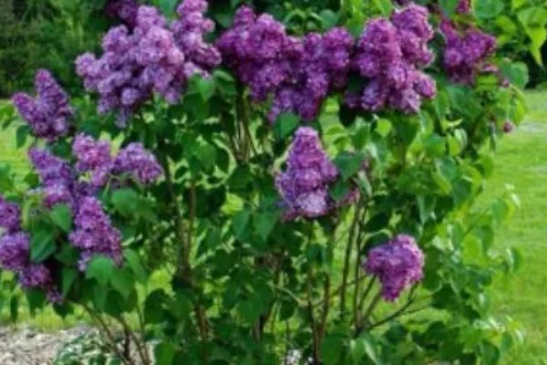 丁香花的花语，白色丁香寓意着神圣的初心