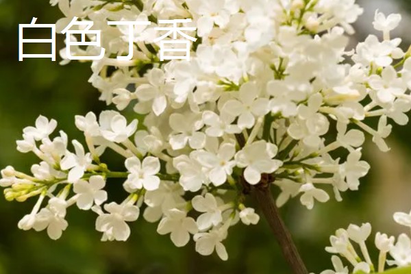 丁香花的花语，白色丁香寓意着神圣的初心