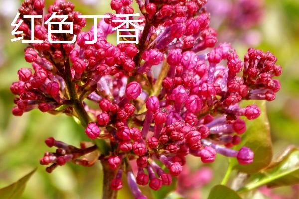 丁香花的花语，白色丁香寓意着神圣的初心