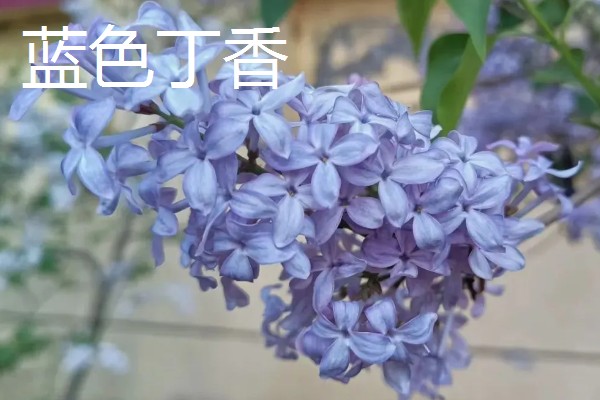 丁香花的花语，白色丁香寓意着神圣的初心