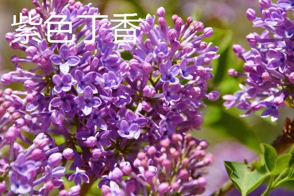 丁香花的花语，白色丁香寓意着神圣的初心