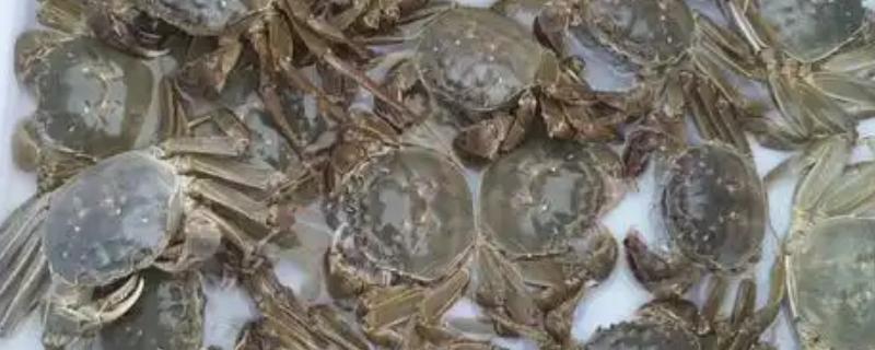 益阳大闸蟹的产地,产于大通湖