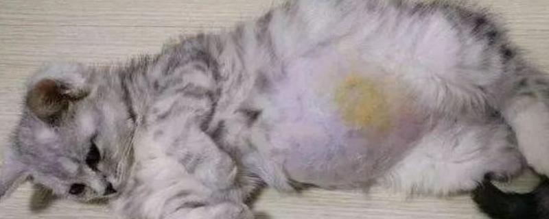 猫传腹是由什么引起的，由肠道冠状病毒变异体引起的