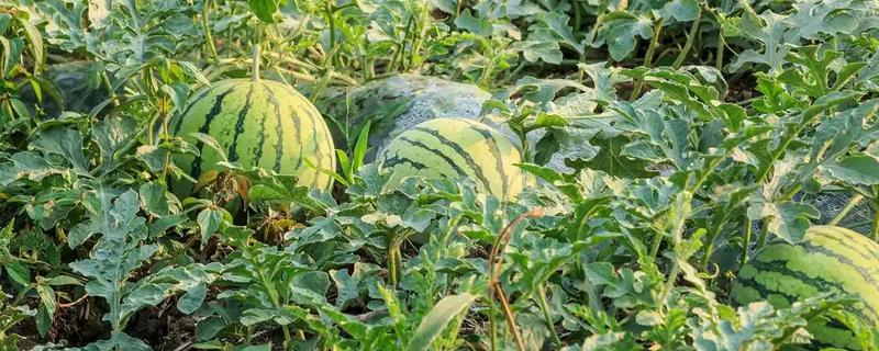 西瓜的栽培技术，种植前要进行一些催化的工作