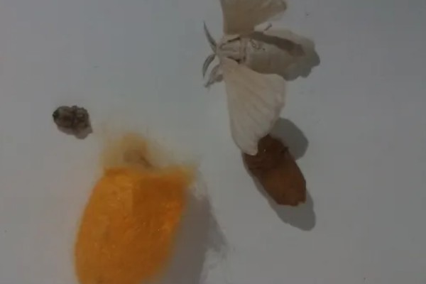 飞蛾的卵成为幼虫需要多长时间，不同品种的卵期有区别