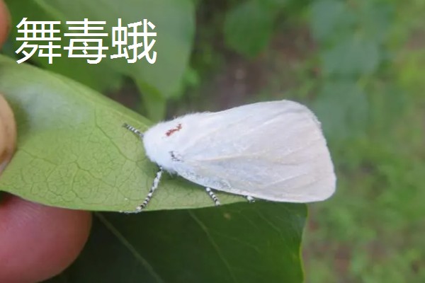 飞蛾的卵成为幼虫需要多长时间，不同品种的卵期有区别