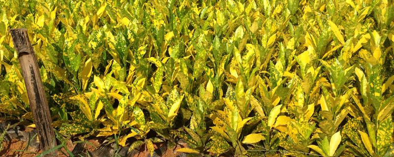 洒金榕怎么扦插，扦插深度保持在3-5厘米