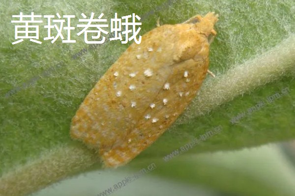 飞蛾的卵成为幼虫需要多长时间，不同品种的卵期有区别