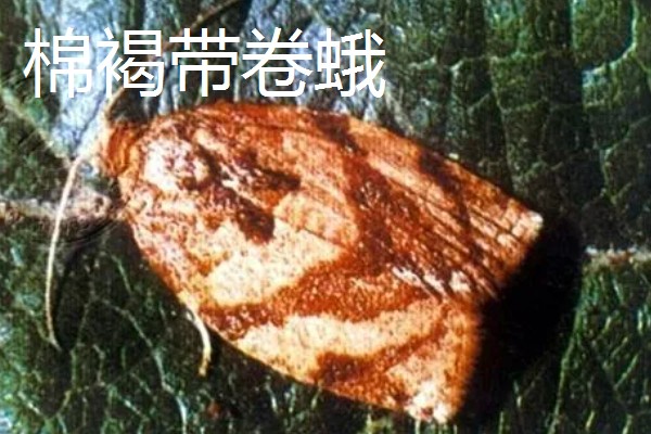 飞蛾的卵成为幼虫需要多长时间，不同品种的卵期有区别