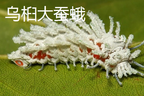 飞蛾的卵成为幼虫需要多长时间，不同品种的卵期有区别