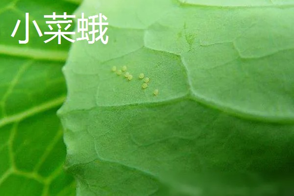 飞蛾的卵成为幼虫需要多长时间，不同品种的卵期有区别