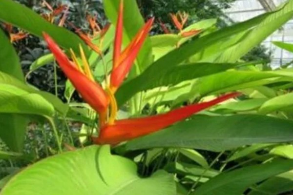 怎么养仙鹤兰花，要每隔一周浇水一次