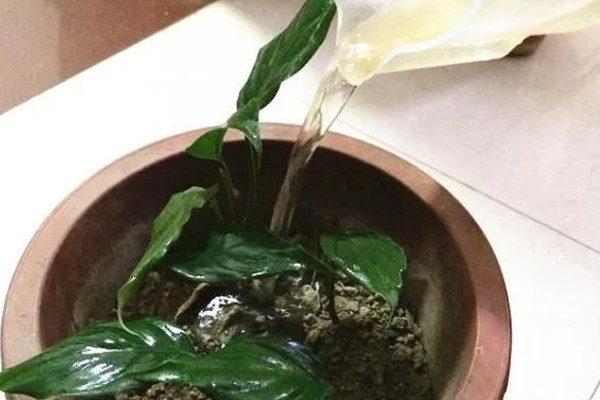 怎么养仙鹤兰花，要每隔一周浇水一次