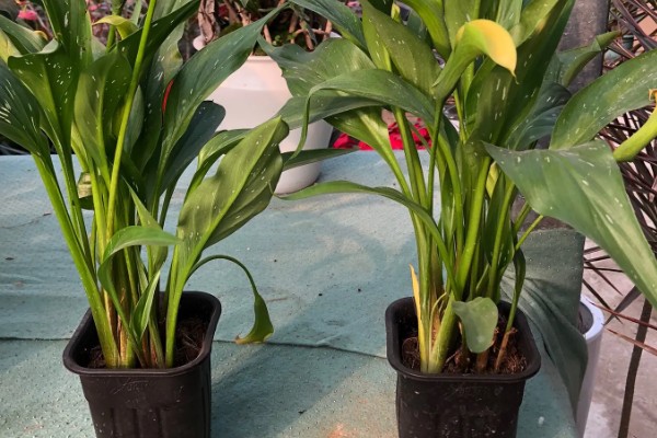 怎么养仙鹤兰花，要每隔一周浇水一次