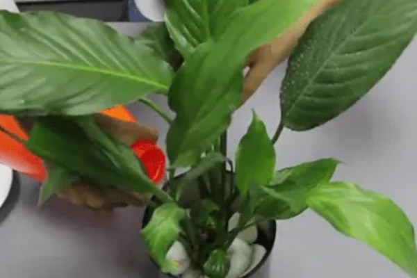 怎么养仙鹤兰花，要每隔一周浇水一次