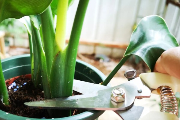 怎么养仙鹤兰花，要每隔一周浇水一次