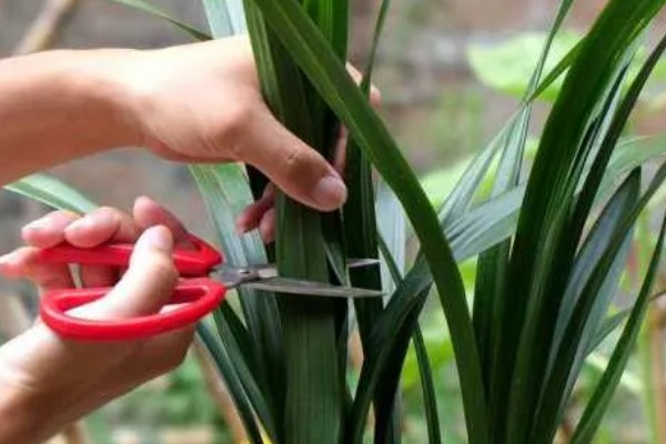 怎么养仙鹤兰花，要每隔一周浇水一次