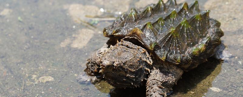 鳄龟如何冬眠，幼年时期的鳄龟不建议进入冬眠