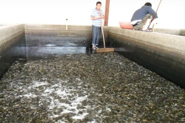 泥鳅的饲料,可饲喂玉米粉、豆渣、小鱼虾等食物