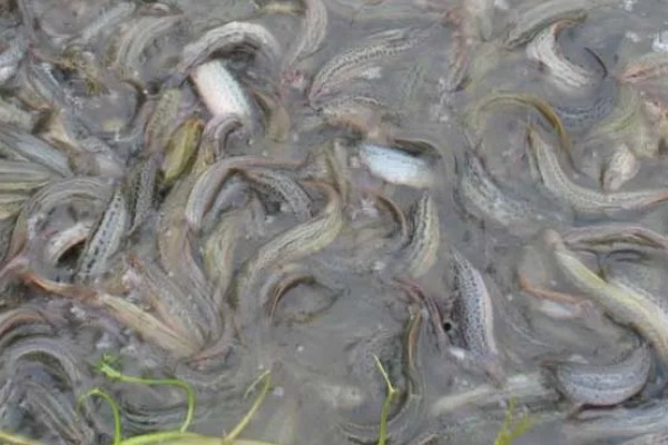 泥鳅的饲料,可饲喂玉米粉、豆渣、小鱼虾等食物