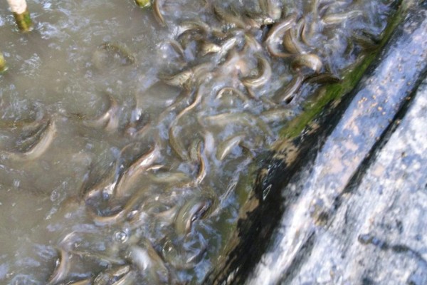 泥鳅的饲料,可饲喂玉米粉、豆渣、小鱼虾等食物