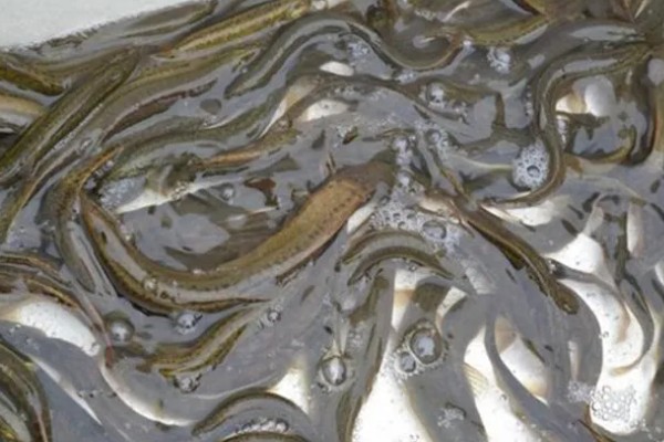 泥鳅的饲料,可饲喂玉米粉、豆渣、小鱼虾等食物