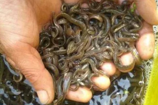 泥鳅的饲料,可饲喂玉米粉、豆渣、小鱼虾等食物