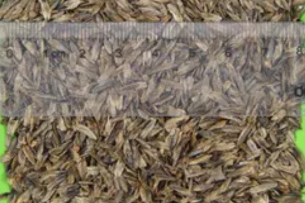 萱草怎么播种,覆盖薄土并浇水保湿