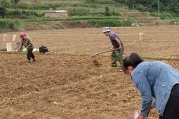 萱草怎么播种,覆盖薄土并浇水保湿
